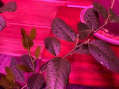 Fast-Growing-Trees.com Key Lime Bush Review