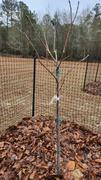 Fast-Growing-Trees.com Giant Fuyu Persimmon Tree Review