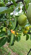 Fast-Growing-Trees.com Giant Fuyu Persimmon Tree Review