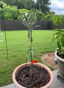 Fast-Growing-Trees.com Frantoio Olive Tree Review