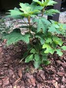 Fast-Growing-Trees.com Alice Oakleaf Hydrangea Review