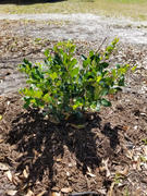Fast-Growing-Trees.com Waxleaf Privet Hedge Review