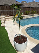 Fast-Growing-Trees.com Avocado Tree Care Kit Review