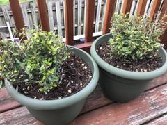 Fast-Growing-Trees.com Dwarf Yaupon Holly Review