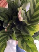 Fast-Growing-Trees.com Freddie Plant Review