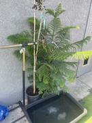 Fast-Growing-Trees.com Norfolk Island Pine Tree Review