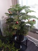 Fast-Growing-Trees.com Norfolk Island Pine Tree Review