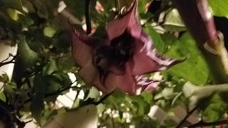 Fast-Growing-Trees.com Devil's Trumpet Plant Review
