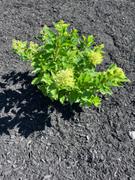 Fast-Growing-Trees.com Little Lime® Hydrangea Shrub Review