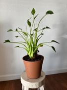Fast-Growing-Trees.com Tiny Dancer Alocasia Plant Review