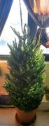 Fast-Growing-Trees.com Fresh Cut Christmas Tree - Fraser Fir Review