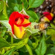 Fast-Growing-Trees.com Ketchup and Mustard Rose Shrub Review