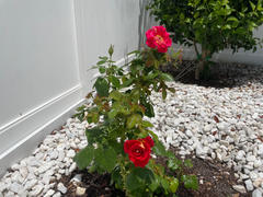 Fast-Growing-Trees.com Ketchup and Mustard Rose Shrub Review