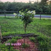 Fast-Growing-Trees.com Vanilla Strawberry™ Hydrangea Tree Review
