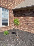 Fast-Growing-Trees.com Vanilla Strawberry™ Hydrangea Tree Review