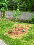 Fast-Growing-Trees.com Lavender Twist® Weeping Redbud Tree Review