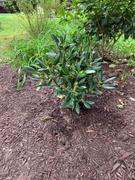 Fast-Growing-Trees.com White Rhododendron Review