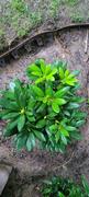 Fast-Growing-Trees.com Yellow Rhododendron Review