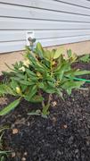 Fast-Growing-Trees.com Yellow Rhododendron Review