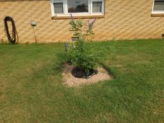 Fast-Growing-Trees.com Vitex Chaste Tree Review