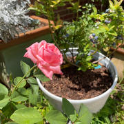 Fast-Growing-Trees.com Queen Elizabeth Rose Review