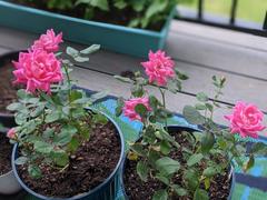 Fast-Growing-Trees.com Petite Knock Out® Rose Review