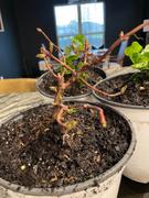 Fast-Growing-Trees.com Climbing Hydrangea Review