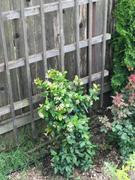 Fast-Growing-Trees.com Star Jasmine Review