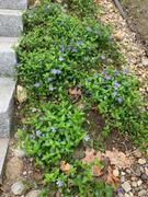 Fast-Growing-Trees.com Vinca Minor Periwinkle Vine Review
