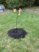 Fast-Growing-Trees.com Merlot Redbud Tree Review
