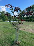 Fast-Growing-Trees.com Carolina Sweetheart® Redbud Review