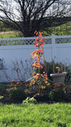 Fast-Growing-Trees.com Flame Thrower® Redbud Tree Review