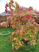 Fast-Growing-Trees.com Flame Thrower® Redbud Tree Review