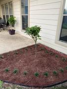 Fast-Growing-Trees.com Little Lime® Hydrangea Tree Review