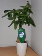 Fast-Growing-Trees.com Money Tree in White Pot Review