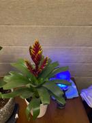 Fast-Growing-Trees.com Bromeliad Plant Review