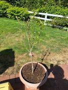 Fast-Growing-Trees.com White Rose of Sharon Althea Tree Review