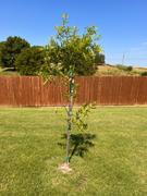 Fast-Growing-Trees.com Willow Oak Tree Review