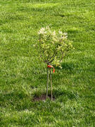 Fast-Growing-Trees.com Tri-Color Willow Tree Review
