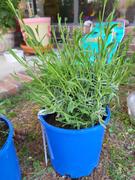 Fast-Growing-Trees.com Sensational™ Lavender Plant Review