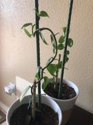 Fast-Growing-Trees.com Vanilla Bean Plant Review