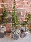 Fast-Growing-Trees.com Taylor Juniper Tree Review