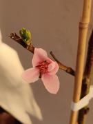 Fast-Growing-Trees.com Donut Saturn Peach Tree Review