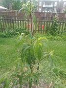 Fast-Growing-Trees.com Red Haven Peach Tree Review