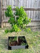 Fast-Growing-Trees.com White Lady Peach Tree Review