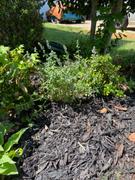 Fast-Growing-Trees.com Walker's Low Nepeta Catmint Plant Review
