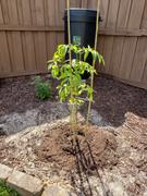 Fast-Growing-Trees.com Elderberry Plant Review