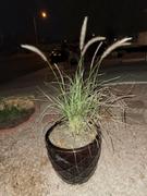 Fast-Growing-Trees.com Purple Fountain Grass Review
