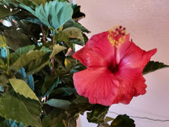 Fast-Growing-Trees.com Red Tropical Hibiscus Tree Review