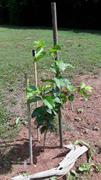 Fast-Growing-Trees.com Peanut Butter Fruit Tree Review